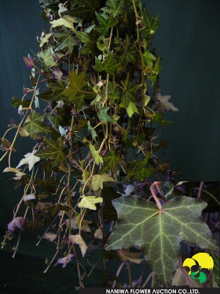 Hedera helix Autumn Brown.jpg